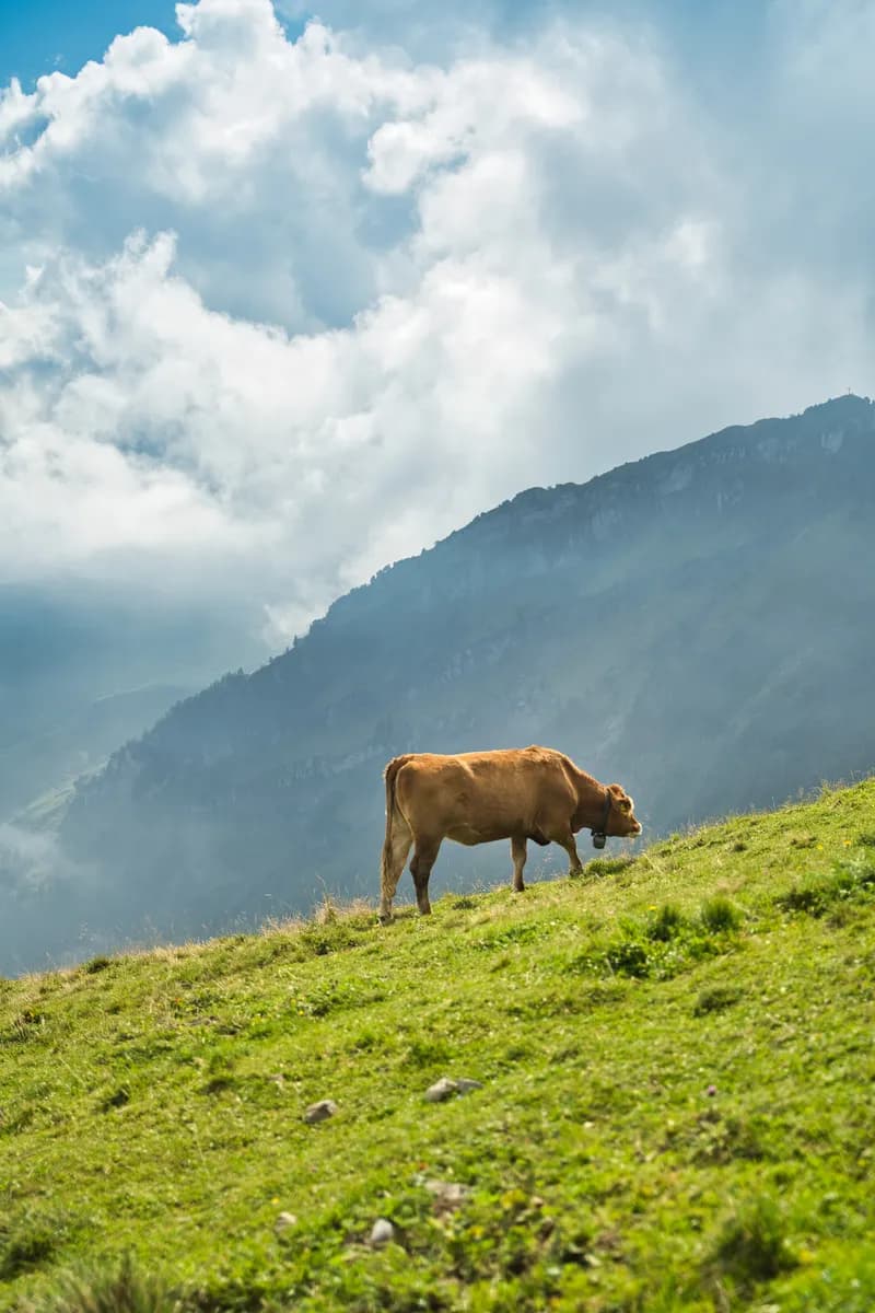 Cow On Mountain